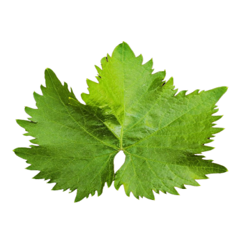 Vine Leaves medium picture